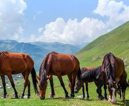 Lägenhet Homole E1 Z Ogrodkiem Szczawnica